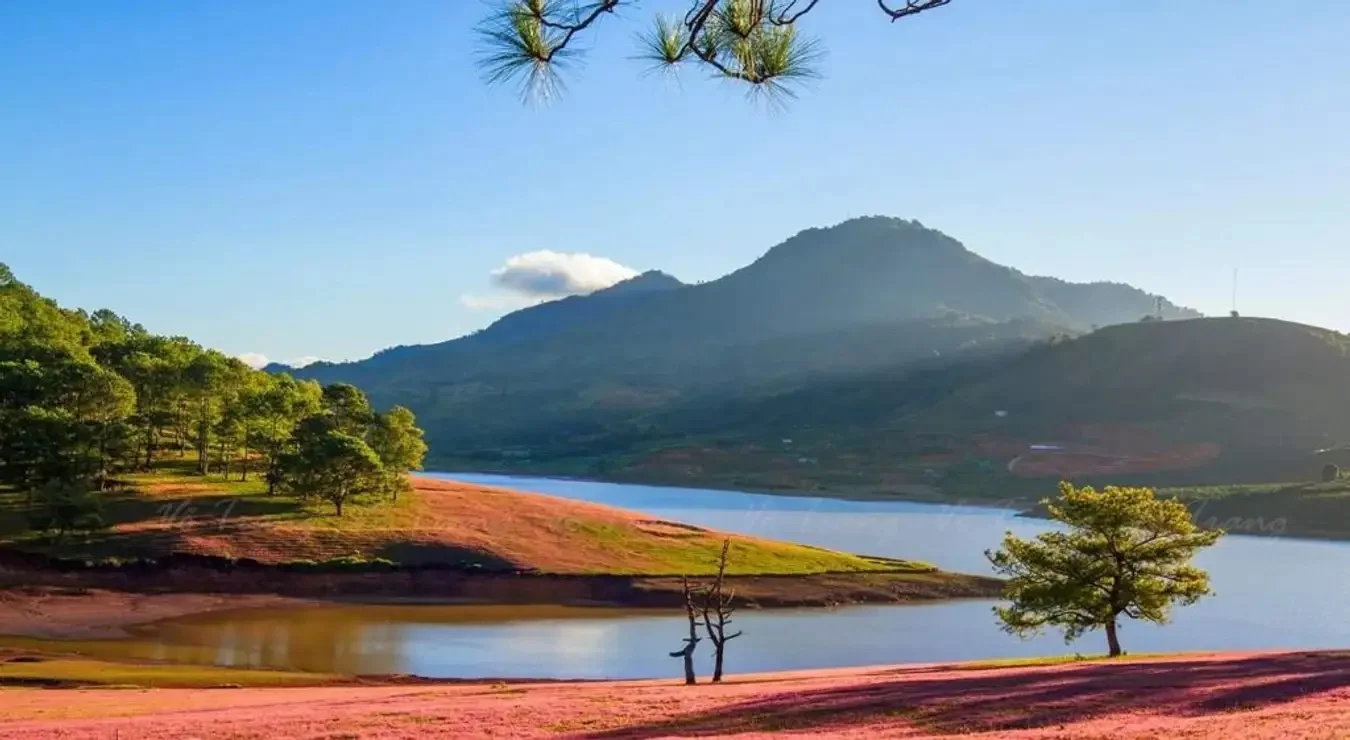Thung Lũng Vàng Đà Lạt